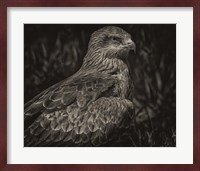 Predator Bird Sepia Fine Art Print
