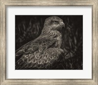 Predator Bird Sepia Fine Art Print