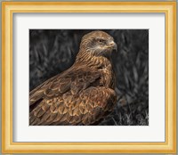 Predator Bird Fine Art Print