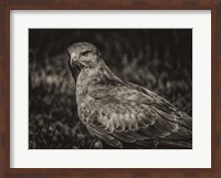Predator Bird  II Sepia Fine Art Print