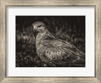 Predator Bird  II Sepia Fine Art Print