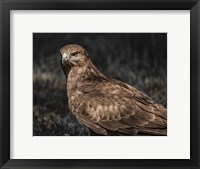 Predator Bird II Fine Art Print