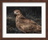 Predator Bird II Fine Art Print