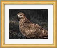 Predator Bird II Fine Art Print