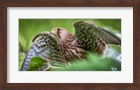 Predator Bird Spreading it's Wings Fine Art Print