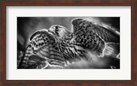 Predator Bird Spreading it's Wings - Black & White Fine Art Print