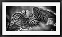 Predator Bird Spreading it's Wings - Black & White Fine Art Print