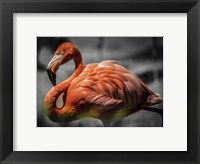 Flamingo - Black & White Fine Art Print