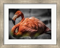 Flamingo - Black & White Fine Art Print