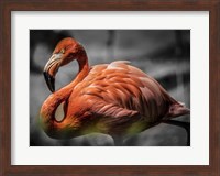 Flamingo - Black & White Fine Art Print