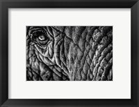 Elephant Close Up - Black & White Fine Art Print
