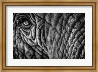 Elephant Close Up - Black & White Fine Art Print