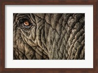 Elephant Close Up Fine Art Print