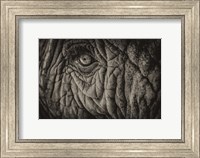 Elephant Close Up II Sepia Fine Art Print
