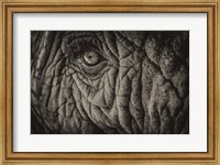 Elephant Close Up II Sepia Fine Art Print