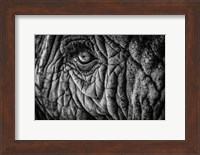 Elephant Close Up II - Black & White Fine Art Print