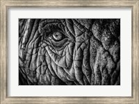 Elephant Close Up II - Black & White Fine Art Print
