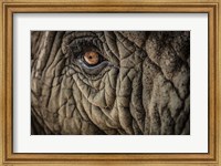 Elephant Close Up II Fine Art Print