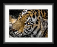 Tiger Eyes Fine Art Print