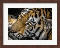 Tiger Eyes Fine Art Print