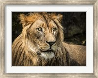 The Lion Fine Art Print