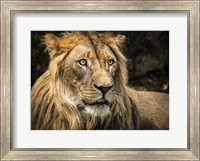 The Lion Fine Art Print