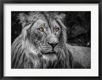 The Lion - Black & White Fine Art Print