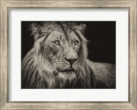The Lion Sepia Fine Art Print