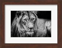 The Lion II - Black & White Fine Art Print