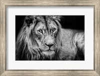 The Lion II - Black & White Fine Art Print