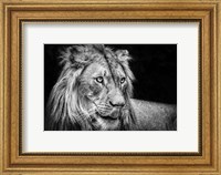 The Lion III - Black & White Fine Art Print
