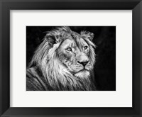 The Lion V - Black & White Fine Art Print
