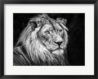 The Lion V - Black & White Fine Art Print