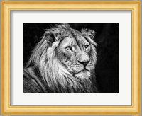 The Lion V - Black & White Fine Art Print