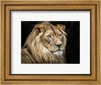 The Lion V Fine Art Print