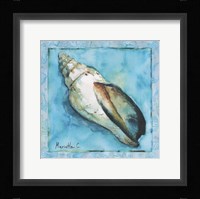 Shell 2 Fine Art Print