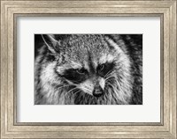 The Raccoon - Black & White Fine Art Print