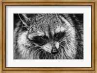 The Raccoon - Black & White Fine Art Print