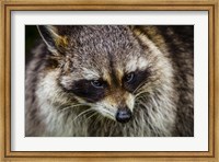The Raccoon Fine Art Print