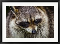 The Raccoon Fine Art Print