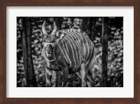 The Deer II - Black & White Fine Art Print