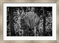 The Deer II - Black & White Fine Art Print