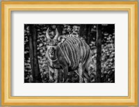 The Deer II - Black & White Fine Art Print