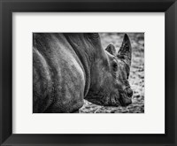 Rhino - Black & White Fine Art Print