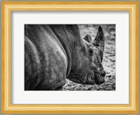 Rhino - Black & White Fine Art Print