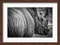 Rhino II - Black & White Fine Art Print