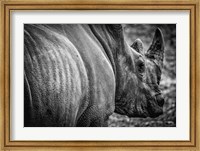 Rhino II - Black & White Fine Art Print