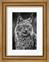 Lynx in the Rain - Black & White Fine Art Print