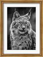 Lynx in the Rain - Black & White Fine Art Print