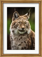 Lynx in the Rain Fine Art Print